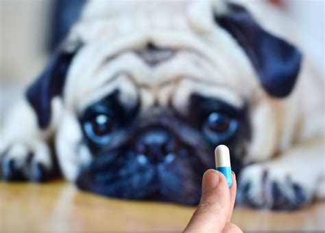  Reducing opioid use is crucial to all pets as human consumption of pet opioids rises