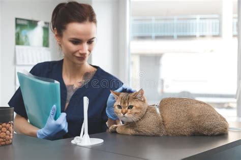  Reducing stress from trips to the vet or groomer or for traveling Cats are particularly bonded to their environment, and most do not appreciate having their security upended with traveling