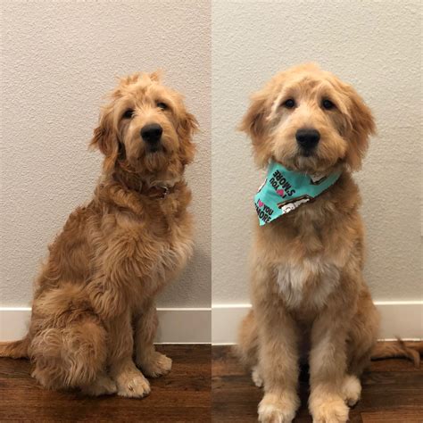  Regardless if a Goldendoodle has straight, wavy, or curly hair, they will require regular haircuts
