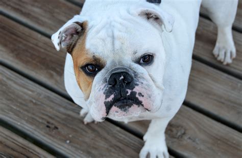  Regardless of appearance, Bulldogs are excellent domestic canines
