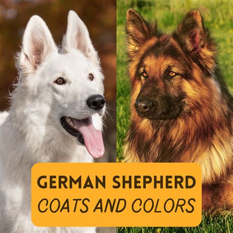  Regardless of the coat type, your German Shepherd Mix will need to have their nails trimmed monthly and their teeth brushed regularly
