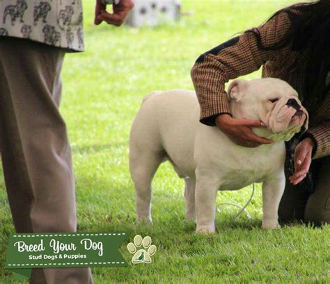  Registered, Health tested, Proven stock in both work and show adhering to breed standards, while also being excellent active companion dogs when trained properly