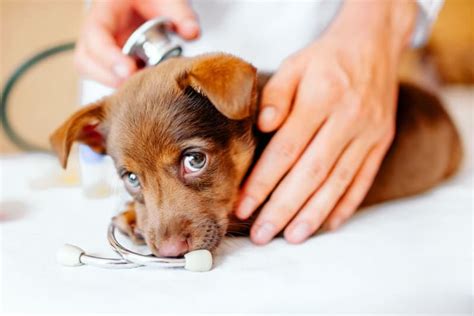  Regular Vet Visits Regular vet visits are crucial for any hybrid or purebred dog pet