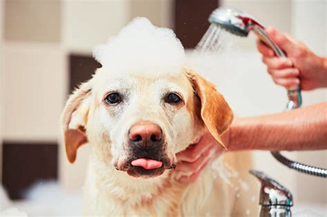  Regular baths and grooming sessions can help reduce the chances of your pooch setting off your allergies