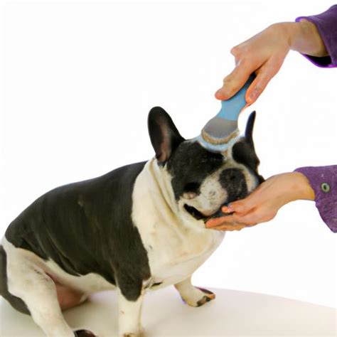  Regular brushing will help keep their coat clean and shiny