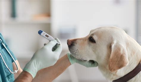  Regular check ups with the vet will help them stay healthy