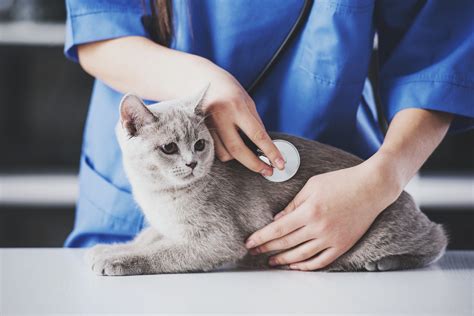  Regular check-ups with a veterinarian can help check and address any issues