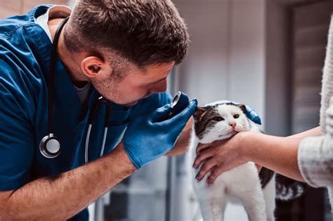  Regular checkups and cleanings at your vet are an essential supplement to your efforts
