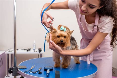  Regular grooming appointments will help ensure that you can keep your dog looking their best