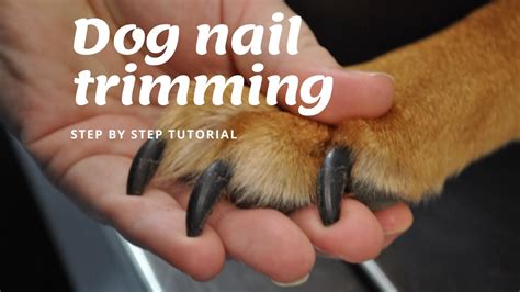  Regular nail trimming is essential for your dog to prevent painful, too long nails