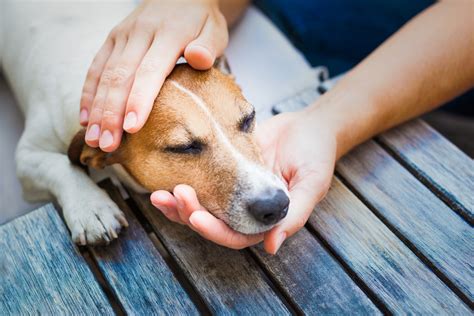  Regular use is common among people who have pets who experience chronic pain or anxiety, particularly when an owner departs for work or if the dog was previously subjected to abuse
