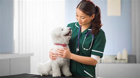 Regular vet check-ups are also vital for early detection and prevention of potential health problems