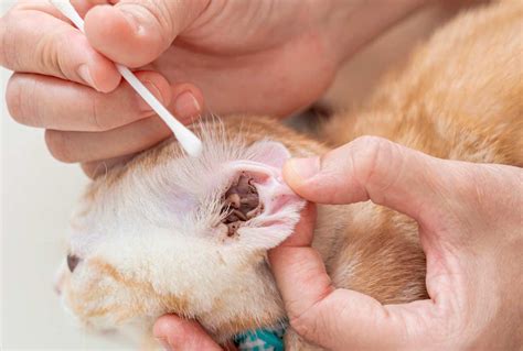  Regularly check the ears for redness, wax buildup, and nasty ear mites