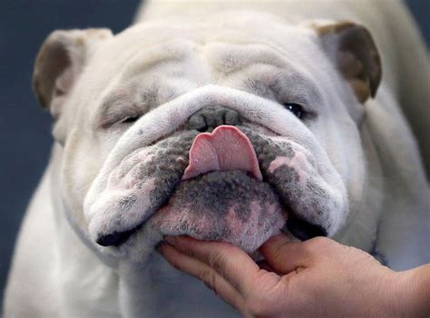  Regularly checking wrinkles and wiping them clean can help prevent skin irritation and keep your dog comfortable