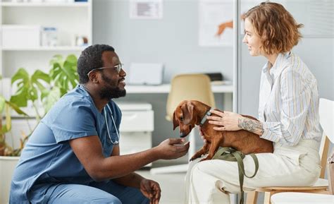  Regularly communicate with your veterinarian to make any necessary adjustments to the treatment plan