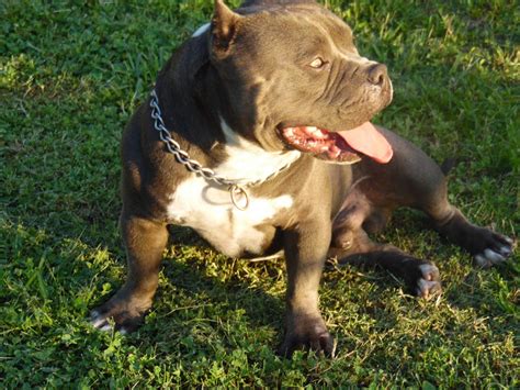  Rehoming pure breed American Bulldog for sale in Miami, Florida