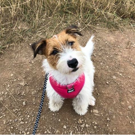  Rehoming wire haired Jack Russell
