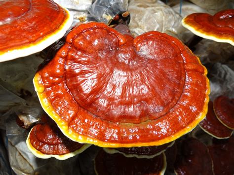  Reishi is a very versatile mushroom with many nervous system benefits