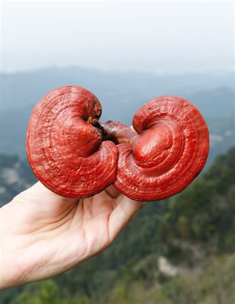  Reishi mushroom is one of the most well known stress relieving mushrooms of them all