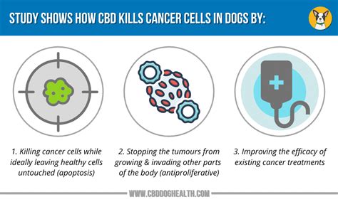  Related: New Research on CBD for Bladder Cancer Study Shows How CBD Kills Cancer Cells in Dogs When researchers are developing an anticancer drug, be it for humans or companion animals, there are certain boxes that need to be ticked: Killing cancer cells while ideally leaving healthy cells untouched apoptosis Stopping the tumours from growing and invading other parts of the body antiproliferative Improving the efficacy of existing cancer treatments It just so happens that CBD shows promise in all three areas