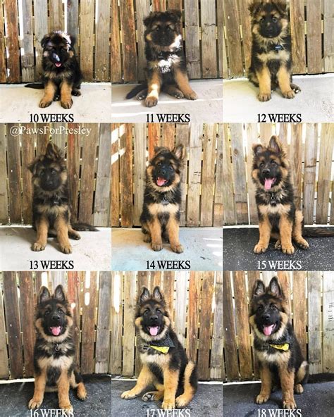  Remember, around 16 to weeks old your German Shepherd puppy begins to rapidly grow