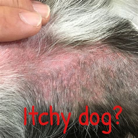  Remember, if your dog is experiencing itchy skin or itchiness, it may be a sign of inflammation caused by allergies