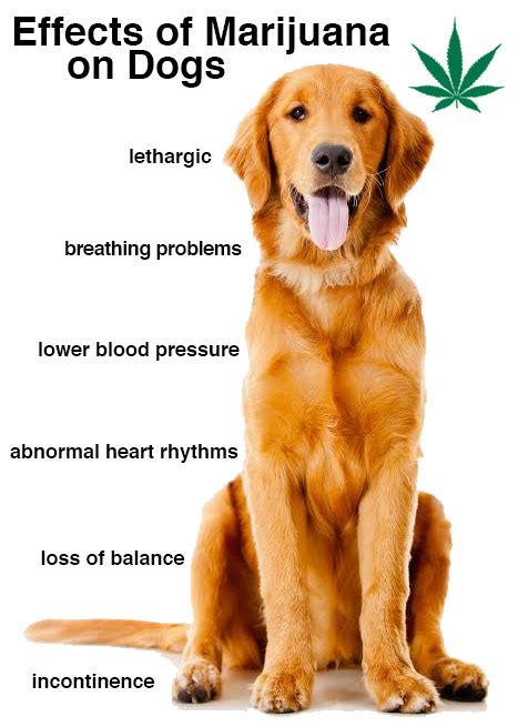  Remember, marijuana and marijuana-infused products are toxic to dogs and immediate veterinary attention is crucial