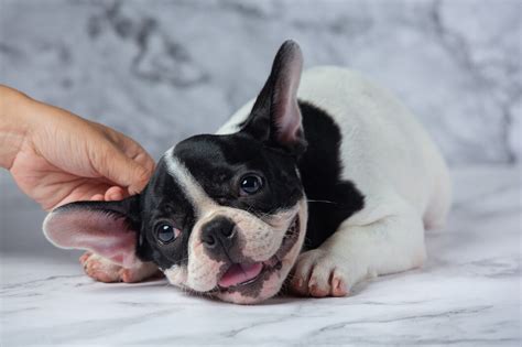  Remember, when choosing a French Bulldog, it is crucial to consider breeding quality and lineage to ensure you are getting a healthy and well-bred puppy