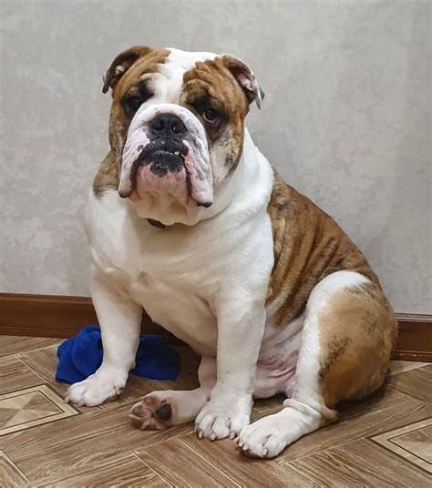  Remember that English bulldogs are the best breed in the world; therefor quality food, treats and supplements are ideal when having them as pets