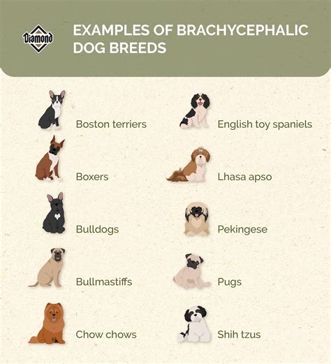  Remember that both parent breeds are brachycephalic which means their offspring will be too