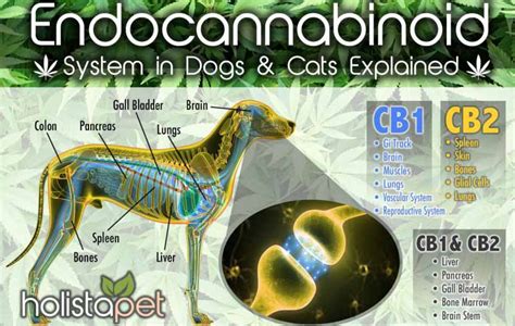  Remember that dogs have fewer endocannabinoid receptors than humans, so effective CBD dosages may be higher relative to their size than a human would need