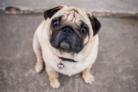  Remember that pugs are prone to obesity so resist those wide-eyed looks and keep treats to a minimum