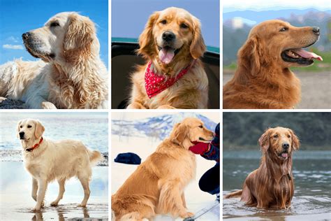  Remember that there are wide variations in size within the Golden Retriever breed