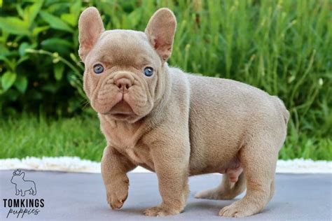  Remington, French Bulldog puppy at TomKings Puppies He is not overweight Age As Frenchies age, their metabolism slows down, making them more susceptible to weight gain
