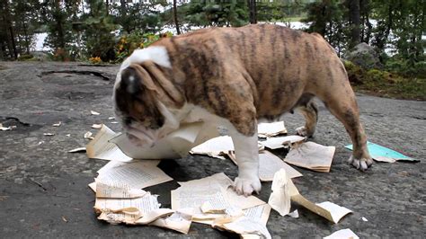  Replacement costs of these types of goodies will range based on how quickly your Bulldog destroys their current supply