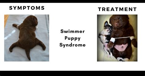  Repositioning You must reposition your Swimmers puppy on their side any time you see them laying on their sternum