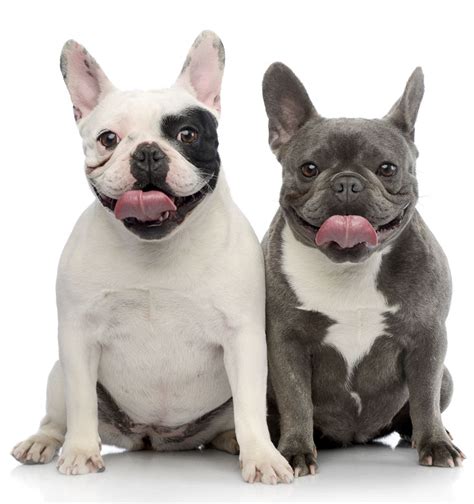  Reputable French Bulldog breeders will wait until their female Frenchies are at least 2 years old, then breed one litter every second year