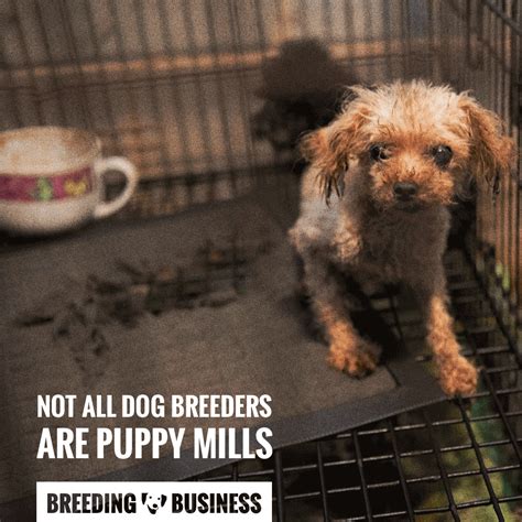  Reputable breeders will screen their stock to ensure genetic conditions are not being passed on to puppies