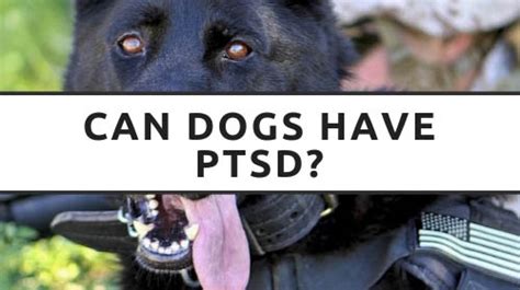  Rescue dogs with traumatic pasts can develop PTSD