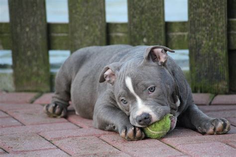  Rescues often house more adult Bullies as puppies are more likely to be adopted immediately