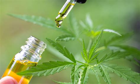  Research Studies using CBD have greatly increased in recent years