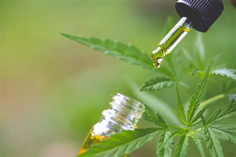  Research and Studies: While anecdotal evidence abounds, scientific research on CBD oil for dogs is still in its infancy