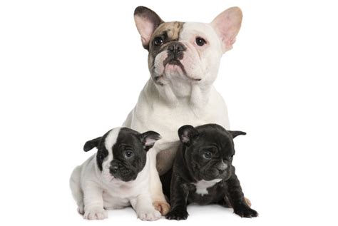  Research by the Royal Veterinary College shows that female French Bulldogs are more likely to have a difficult birth and require cesarean surgery to have puppies