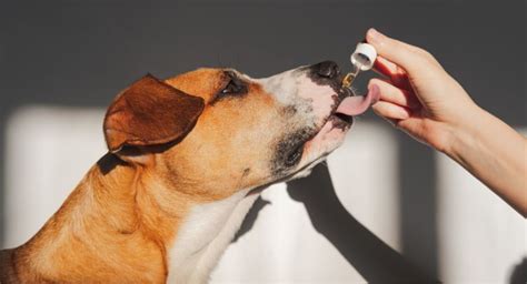  Research data and the clinical experience of vets shows CBD to be safe and well-tolerated in dogs