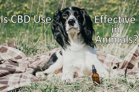  Research from the WHO shows there is no abuse or dependence potential for animals using CBD, and determined that CBD may be a useful treatment for a number of medical conditions from anxiety to nausea