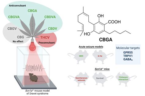  Research now shows that CBD controls seizures in animal models