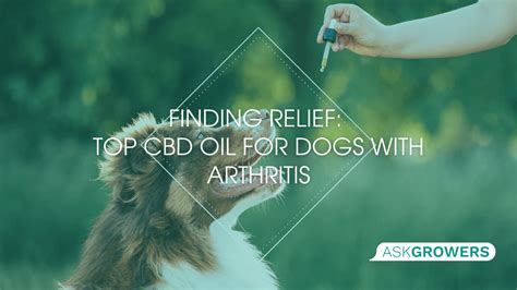  Research on CBD for Dogs with Arthritis In recent years we have had the incredible opportunity to learn from world-class studies by reputable scientific institutes