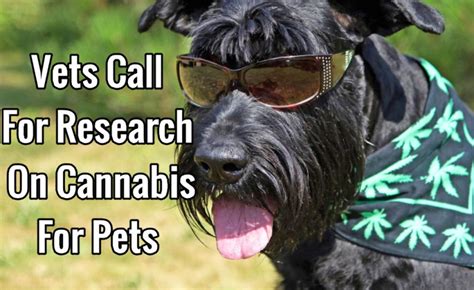  Research on the effectiveness and safety of cannabis for pets is scant, and only a handful of the studies have been submitted to peer-review, leaving many veterinarians leery of CBD or marijuana products when so little is known