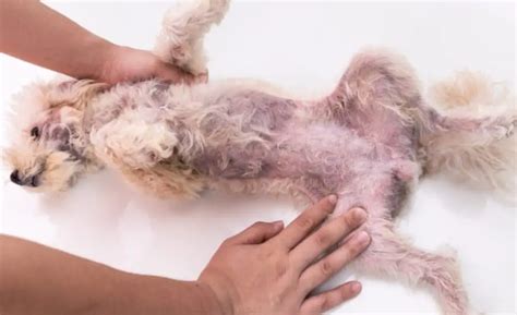  Research suggests that it may also be effective at fighting bacteria associated with common canine skin conditions like yeast infections or mange