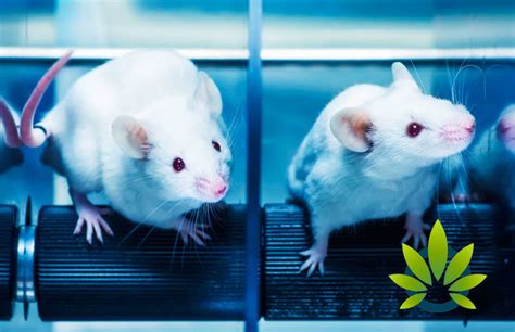  Researchers gave these lonely, aggressive mice different amounts of CBD and then introduced another mouse to see how they reacted